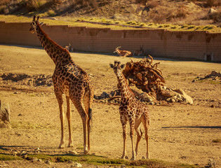 Giraffe mother and child © pngstudio