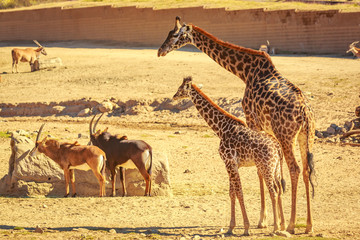 Obraz na płótnie Canvas Giraffe mother and child