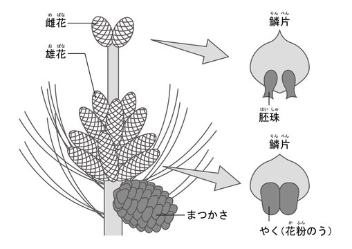 鱗片 の画像 1 件の Stock 写真 ベクターおよびビデオ Adobe Stock 鱗片 の画像 1 件の Stock 写真 ベクターおよびビデオ Adobe Stock