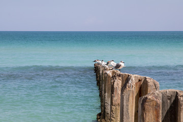 Ocean Birds Standing on Poles in Calm Sea - 196959864