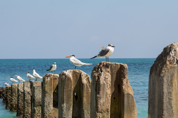 Seagulls on Crumbling Concrete Pilings - 196959893