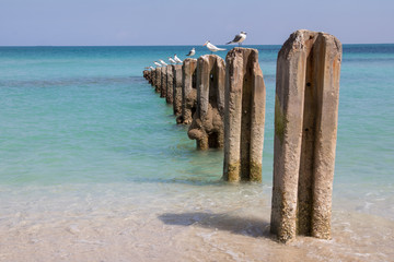 Perspective View of Birds on Concrete Pilings - 196959894