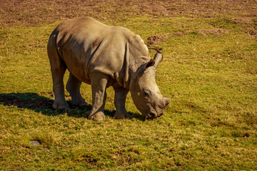Fototapeta premium Indian Rhinoceros