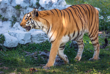Fototapeta na wymiar Royal Bengal tiger stalking in close up view. 