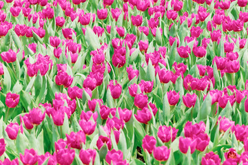 Colorful flowers tulips in the garden