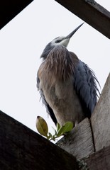 young heron
