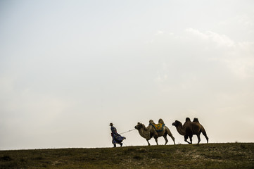 Fototapeta na wymiar A herdsman and the camels walking at the grassland