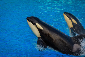 Fototapeta premium Killer Whales in water