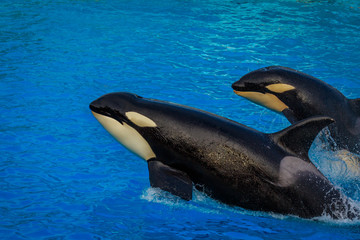 Killer Whales in water