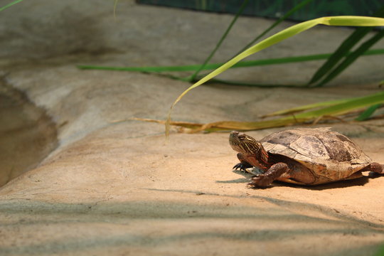 Western Painted Turtle resting AND BASKING ON A PLATFORM IN CAPTIVITY