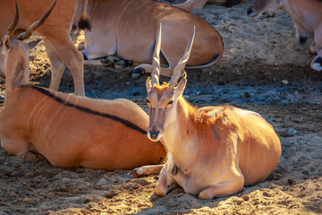 Male Eland Antelope