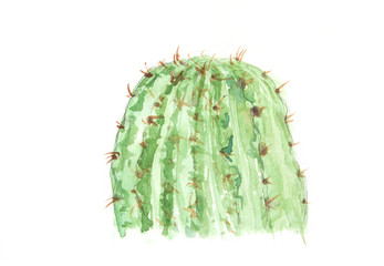 Green cactus on white, watercolor illustrator