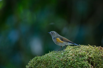 Himalayan Bluetail (Tarsiger rufilatus) Female