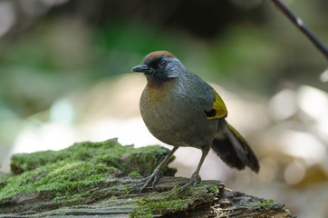 Silver-eared laughingthrush in nature