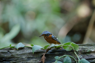 Male of white-throated Rock Thrush