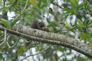 Cute squirrel eating fruit on tree