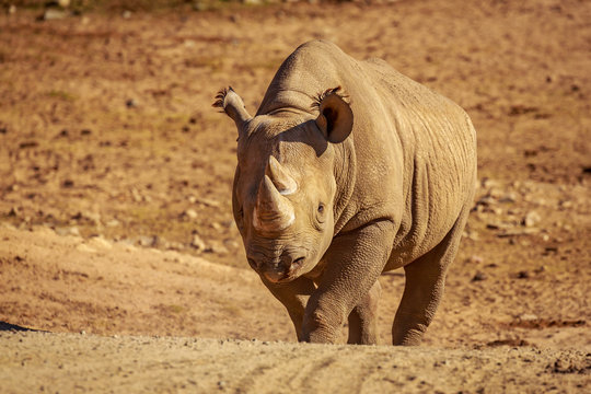 White Rhinoceros