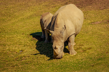 White Rhinoceros