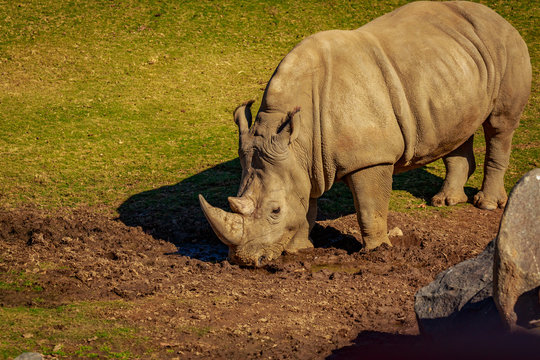 White Rhinoceros