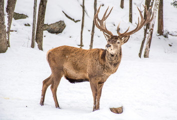 Male Deer Woundering Which Way to Go.