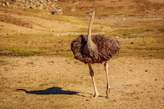 Wild Ostrich