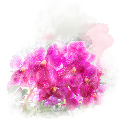 Illustration of beautiful blossom vanda orchid. Artistic floral abstract background. Watercolor painting (retouch).