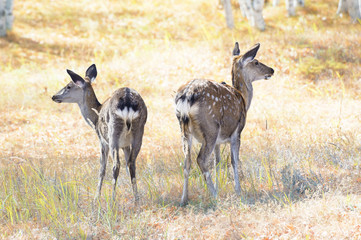 Naklejka na ściany i meble Two spotted deers on the grassland