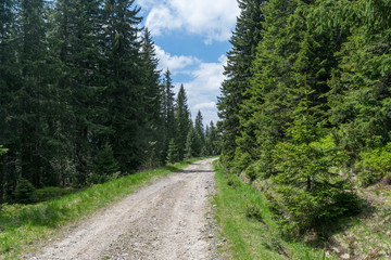 Fototapeta na wymiar Romanian mountain forest in Transylvania, near Sibiu