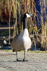 Canada goose walking under the sun in the park