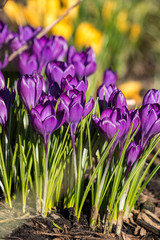 purple crocus flowers under the sun