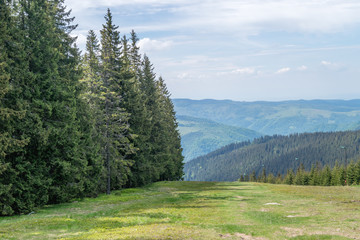 Fototapeta na wymiar Mountain forest in Transylvania, near Sibiu, Romania