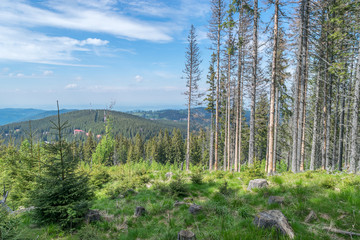 Mountain forest in Transylvania, near Sibiu, Romania