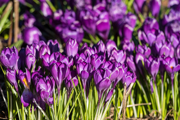 purple crocus flower field under the sun