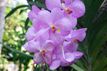 Beautiful orchids in the garden are blooming
