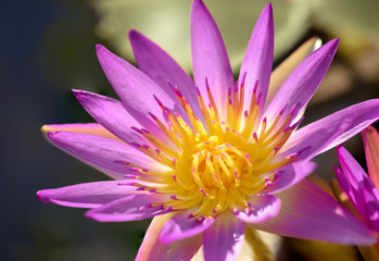 Close up Lotus with pollen Beautiful color