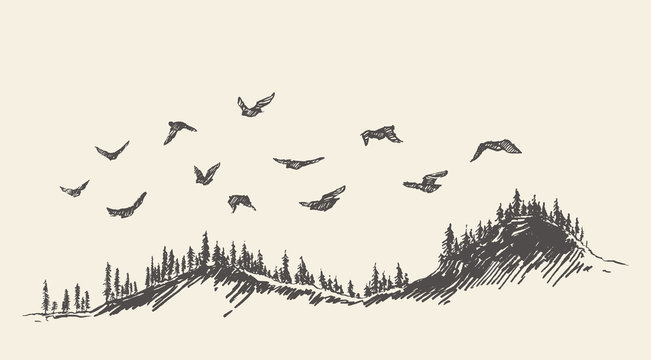 A flock of birds drawn vector illustration, sketch