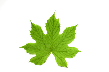 Leaf with white background