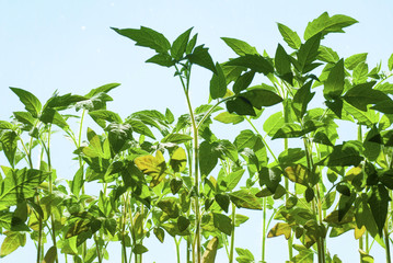 Tomato plants
