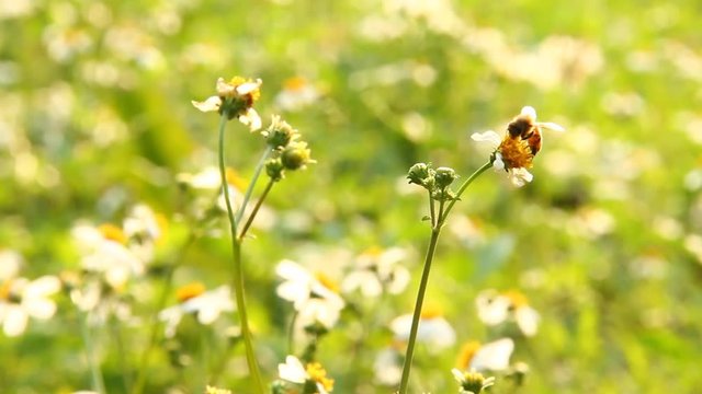 Grass flowers with bee in the field