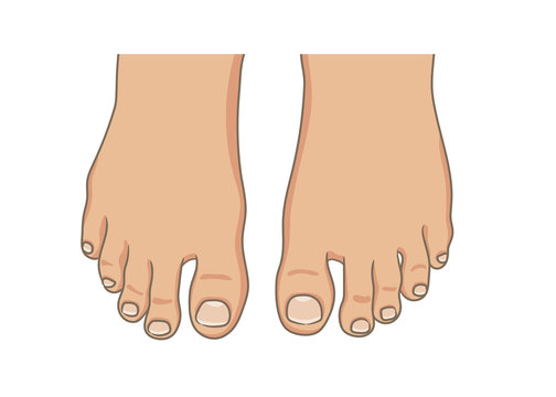 10 017 Best Toe Cartoon Images Stock Photos Vectors Adobe Stock