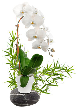 bambou, orchidée sur galet 