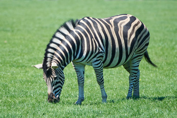 Obraz na płótnie Canvas Plains Zebra (Equus burchelli chapmani)