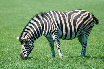 Naklejka na ściany i meble Plains Zebra (Equus burchelli chapmani)