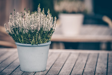 Potted white heather flowers outdoors