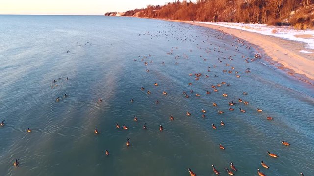 Swimming flock of Canadian Geese in the light of dawn, moving aerial view.
