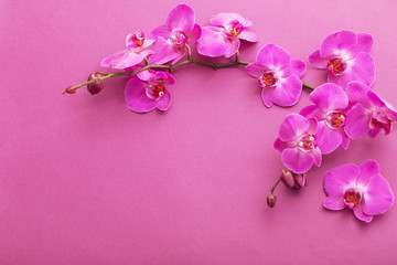 Fototapeta na wymiar the beautiful orchid flowers