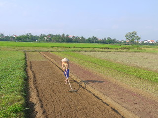 Woman raking preparing the soil on vegetable field early morning in Hoi An Vietnam