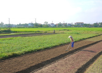 Woman raking preparing the soil on vegetable field early morning in Hoi An Vietnam
