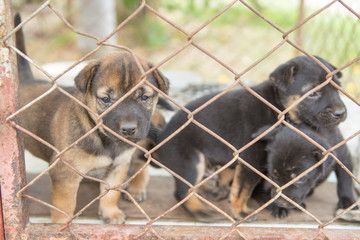 Puppyin cage