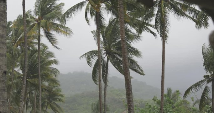 windy nasty weather in a tropical country before raining, wind blowing to palms (palm leaves). tropical forest, nice view as background